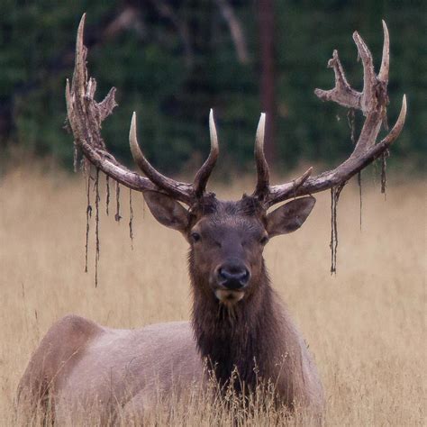 Bull moose shed their antlers annually. These fresh antlers are covered in velvet while they grow, which delivers to them the blood they need to develop. At the start of mating season, they begin to shed this velvet layer, leaving them with shiny new antlers to intimidate and take down their competition. 